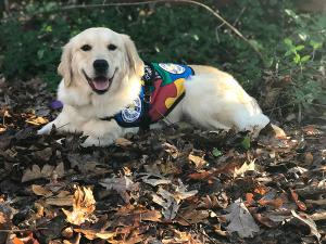 SDWR Autism Service Dog