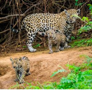 Support Conservation Wild's Jaguar Preservation this Giving Month