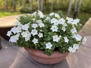 Image of Firefly Petunia - Light Bio, Inc