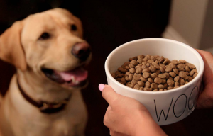 Dog Food Market