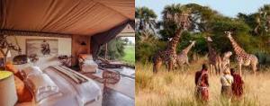 Luxury Safari Tourism Market