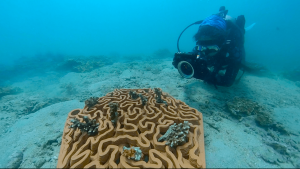 Archireef and Swire Bulk Launch Nature-based Coral Restoration Research Project in Singapore