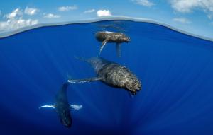 "Underwater view of a humpback whale mother swimming closely with her newborn calf in the clear blue waters near Maui, showcasing the beauty of marine life."