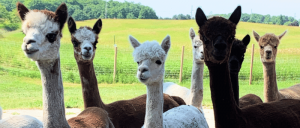 Group of alpacas with various fur colors looking curiously at the camera.