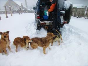 Man feeds homeless dogs in the snow in Romania.