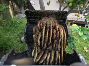 Bees forming a large nest with honeycomb structures inside a black irrigation box, situated outdoors near citrus trees.