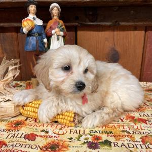 cocker golden spaniel