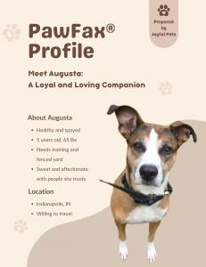 A PawFax® Profile report for Augusta, a tan and white, 5-year-old spayed dog in Indianapolis, IN. Augusta is sweet, affectionate, and available for adoption.