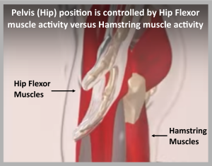 How muscle activation influences pelvic position