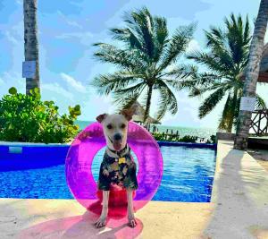 Puppy in dog pool at Venturapark