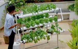 Hydroponics Substrate Market