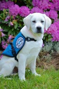 Service Dogs by Warren Retrievers SDWR