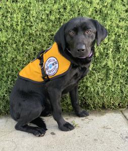 Diabetic Alert Service Dog from SDWR