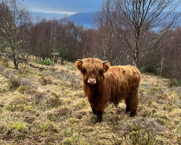 Donald The Highland Cow