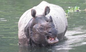 Single horned Rhino in Chitwan