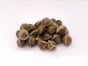 Global Moringa Seeds