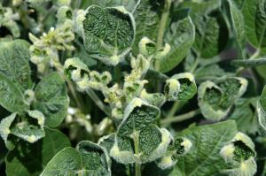 Dicamba Market Report