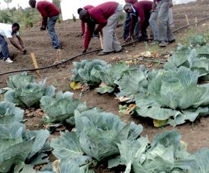 Cabbages after irrigation