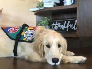 Autism Service Dog from SDWR