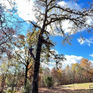 Barefoot Tree Company founder Jason Jenkins is shown with equipment in a tree as he trims it.