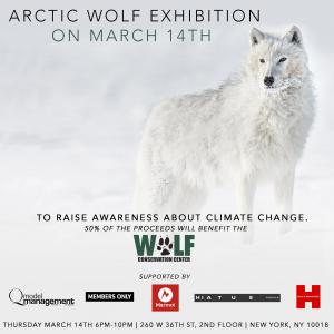 Arctic wolf photo exhibition invite