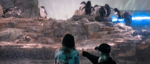 Two children watch and point at a group of penguins behind glass at an aquarium, with stone formations in the background.