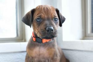 Rhodesian ridgeback puppies for sale 2025 2026 now