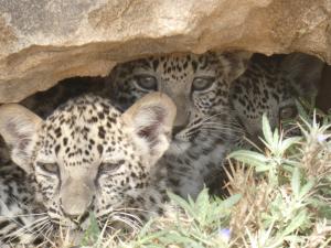 Arabian Leopard Cubs | AlUla