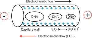 Capillary Electrophoresis Market