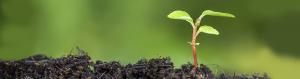Plant Activators market1