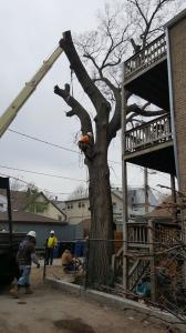 Tree Trimming in Berwyn