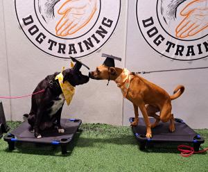 Dogs make new friends in training at K-9 Culture