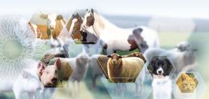 Veterinary Excipients Market Growth 2025