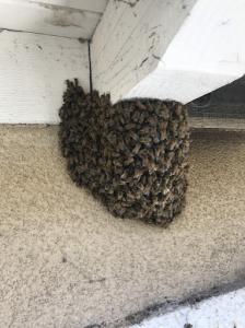 A dense swarm of bees is attached to the stucco wall beneath the eaves of a house, indicating a growing hive in need of professional removal.