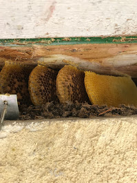 A partially exposed beehive with golden honeycomb built into the structure under the eaves of a house, showing the depth of the colony before removal.