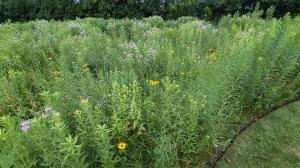 Gold Award for Ecological Planting