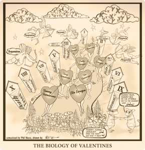 The Biology of Valentines illustrates the role of hormones and chromosome in love and the milestone of life that couples encounter.