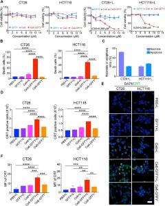 Ce6-GFFY suppresses the proliferation of colorectal cancer cells. 