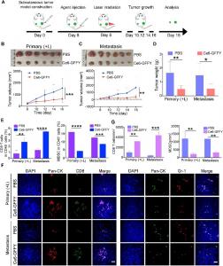 Ce6-GFFY activates anti-tumor immunity and suppresses metastatic tumor growth.