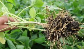 Rhizobium-Based Biofertilizers