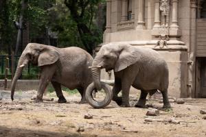 Pupy and her former companion, Kuky, who was holding a tire, at Ecoparque Buenos Aires