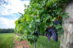 18 acres of vineyard tracts in two separate locations on the College’s campus