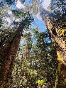 Tasmanian forest will feature in The Legend Expedition Race