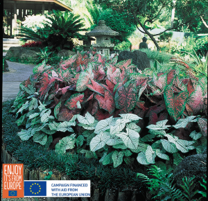 Image of Caladium