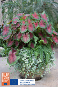 Image of Caladium