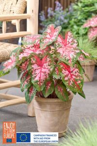 Image of Caladium