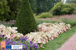 Image of Caladium