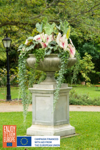 Image of Caladium