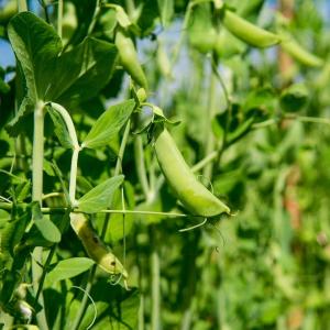 Field Peas Market