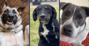Three cute dogs